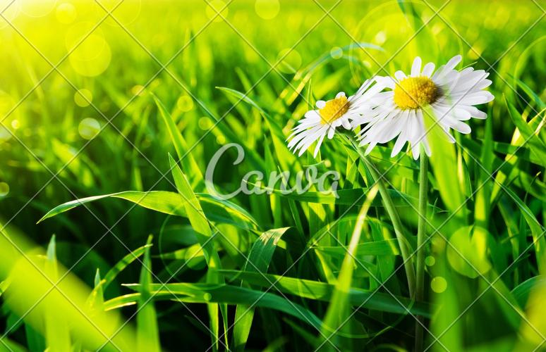 绿色天空植物户外白色花春天草地雏菊清新