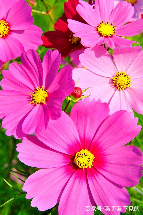 在阳光下的粉色小花真是给人温暖如春的感觉.真想采上一朵
