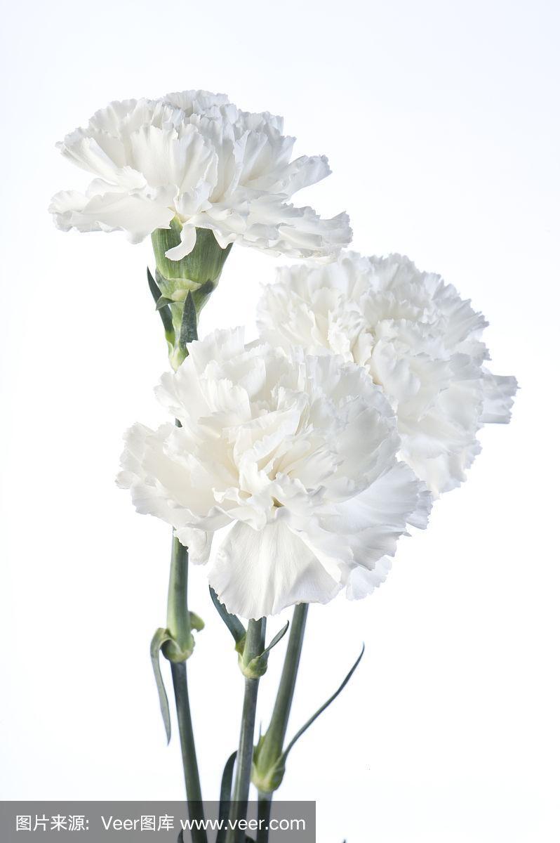 白色康乃馨的花束