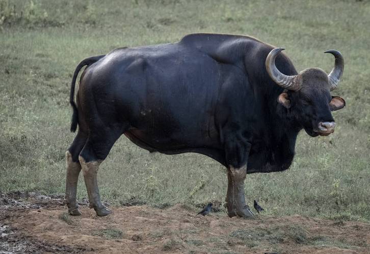 原创白袜猛牛南方大牛国家一牛世界巨牛白肢野牛