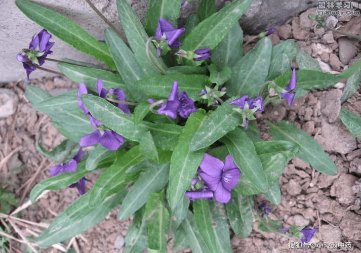 紫花地丁除了堇菜科多年生草本植物紫花地丁的带根全草作中药紫花地丁