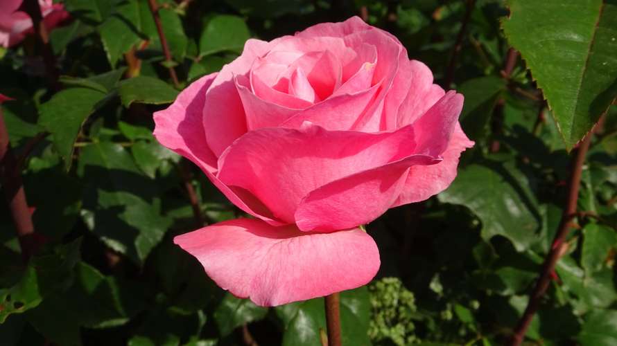粉红色的玫瑰图片花朵鲜花玫瑰粉红色