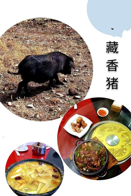 可爱的藏香猪成了餐中美食.