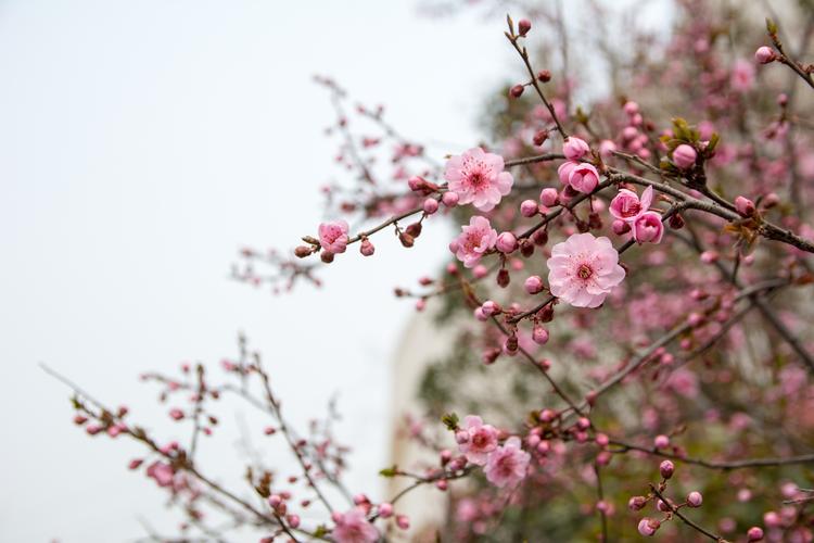 春天鲜艳的梅花图片花卉鲜花花朵梅花