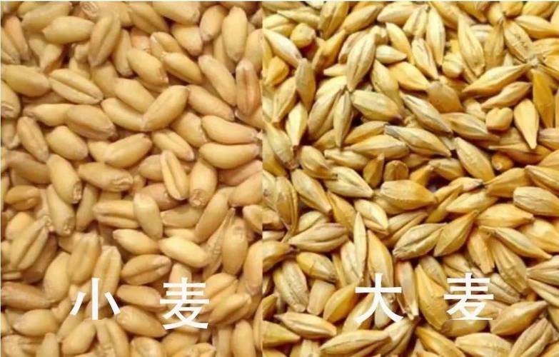 大麦barley和食用大麦的区别是什么