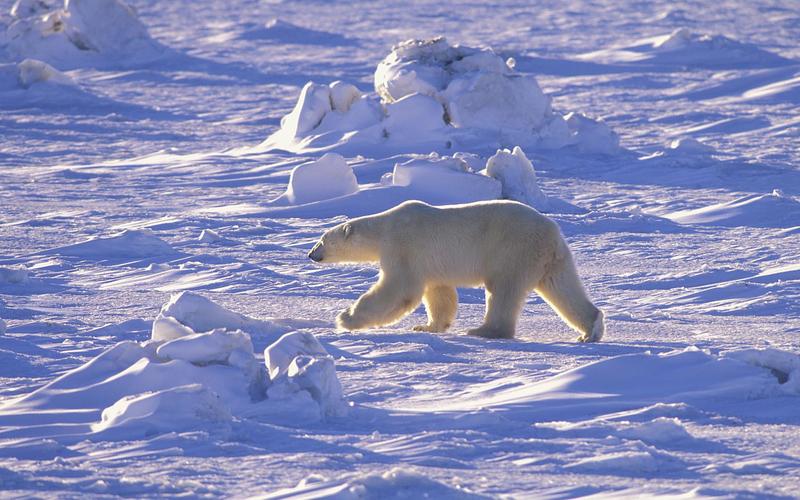 北极熊野生动物北极熊北极熊图片