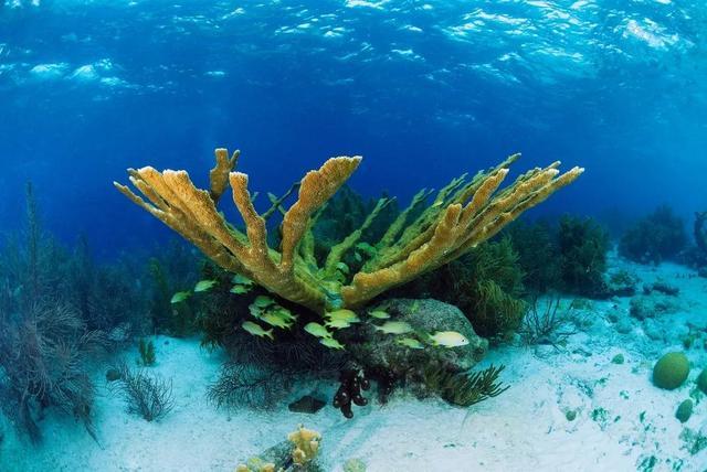 珊瑚是植物矿物还是动物