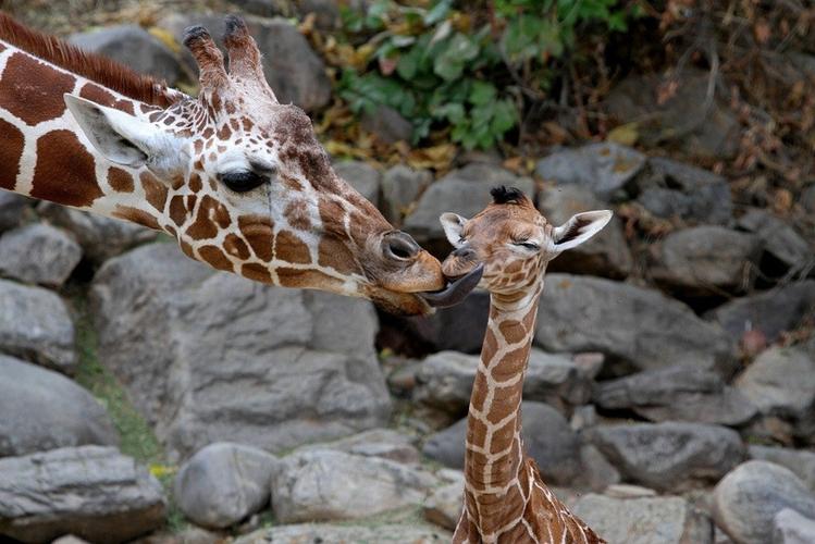 美国动物园长颈鹿宝宝与母亲相依偎13