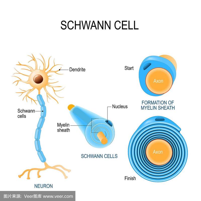 雪旺细胞.neurolemmocytes结构.