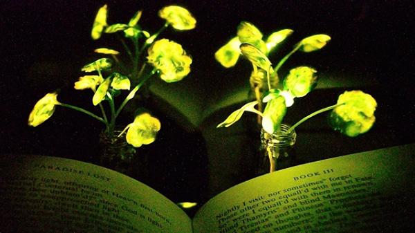 美国麻省理工学院mit一种让植物发光的方法