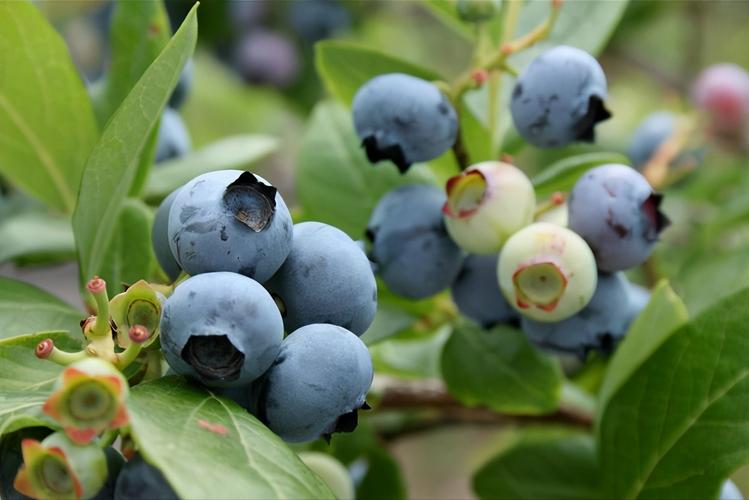 蓝莓品种排名前十顶级蓝莓品种介绍