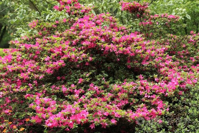 在花园里的美丽灌木丛中绽放粉红色杜鹃花
