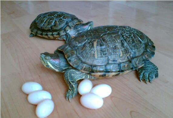 乌龟蛋怎么孵化乌龟蛋孵化技巧