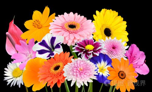 花花束收集的各种五颜六色的鲜花孤立