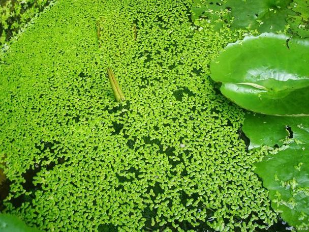 浮萍本草又被称为浮萍草水萍水莲叶等是一种独特的水生植物.