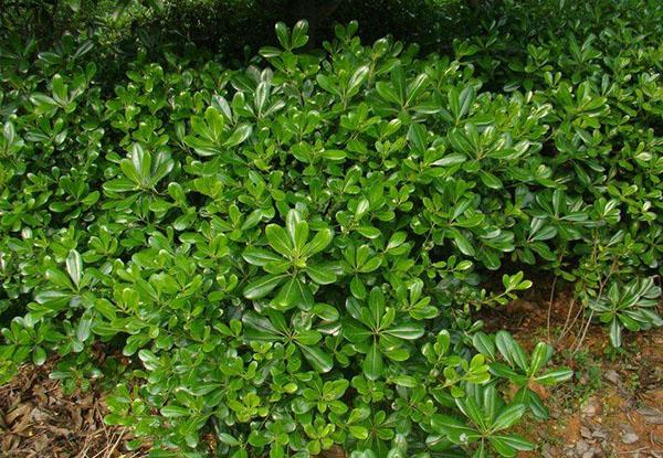 p海桐黄山学院2号是海桐花科海桐花属的一种植物生长在亚热带气候