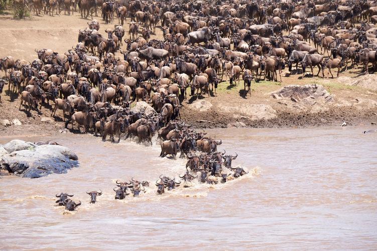 除了肯尼亚还有哪里可以看动物大迁徙内附动物摄影攻略