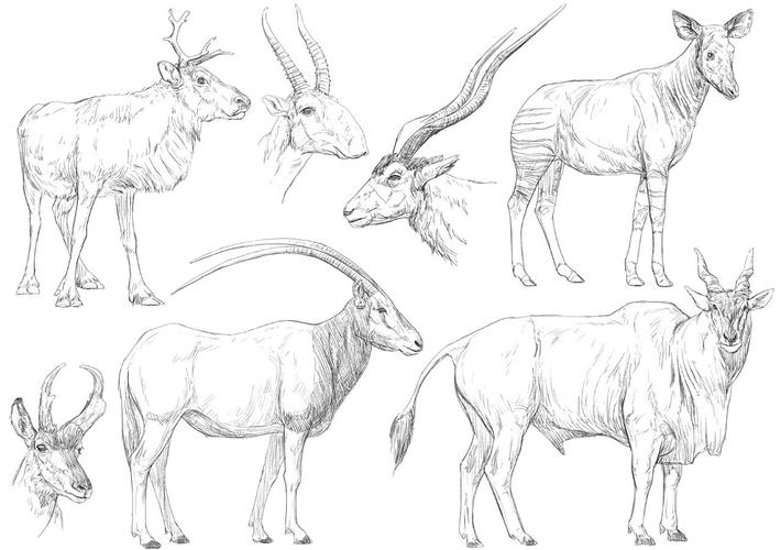 300只哺乳动物绘画练习部分图.