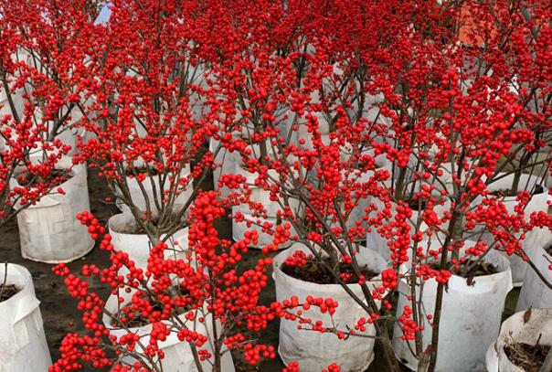 这种植物越冷长得越好养护也很简单一到冬天还长满了红果