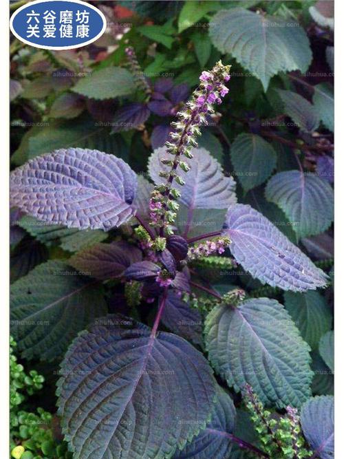 解表散寒行气和胃理气安胎紫苏为唇形科一年生草本植物具有特异的