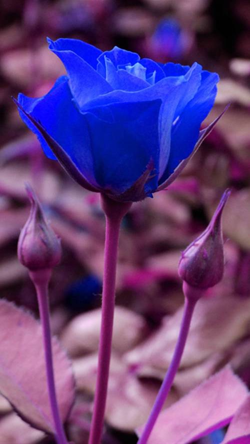 玫瑰花个性壁纸蓝色妖姬玫瑰花唯美鲜花个性蓝玫瑰手机壁纸