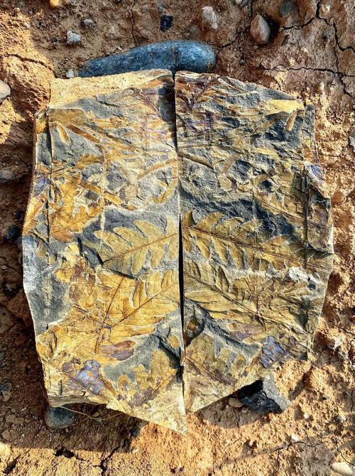 新鲜出炉的北京侏罗纪植物化石