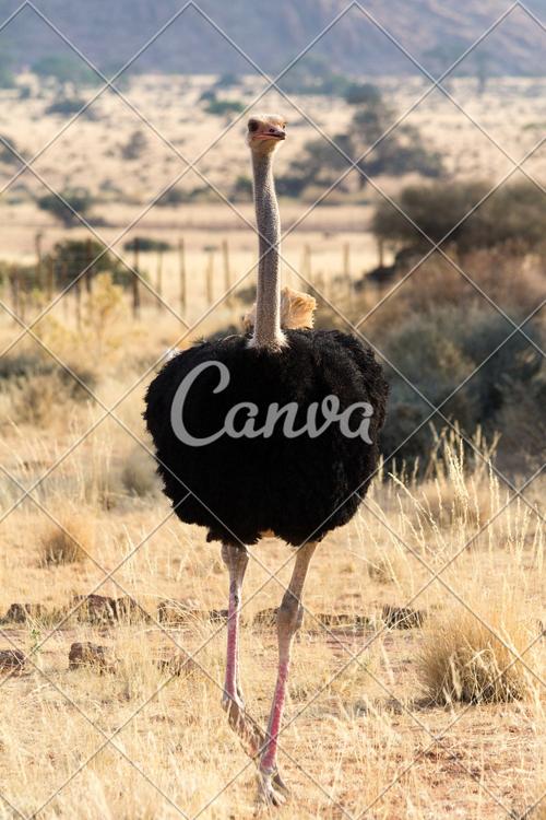 动物鸵鸟褐色鸟类非洲纳米比亚摄影野生动物冒险