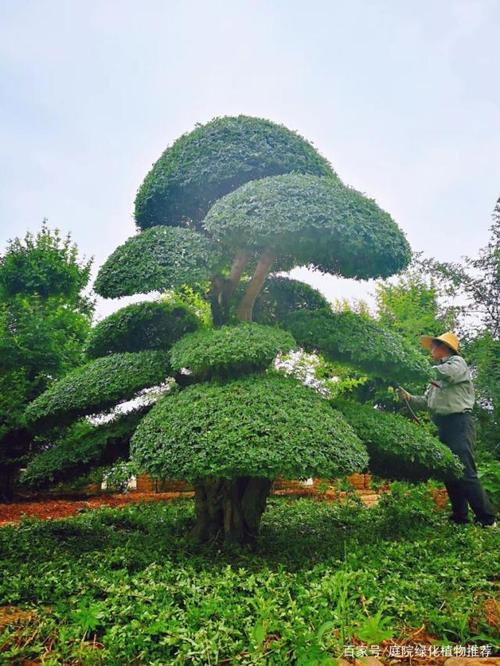 为什么越来越多人喜欢种植对节白蜡造型树北京庭院绿化