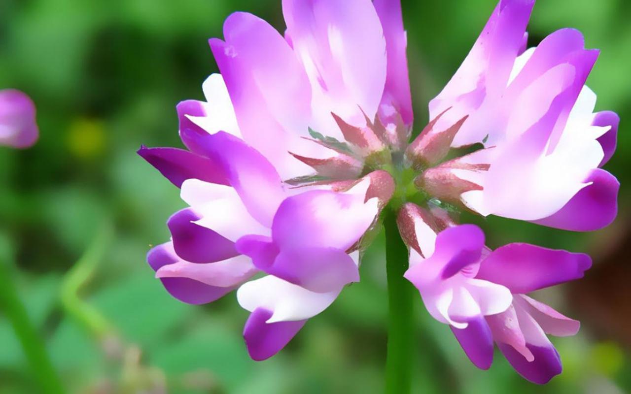 春天的紫云英唯美植物花卉高清壁纸