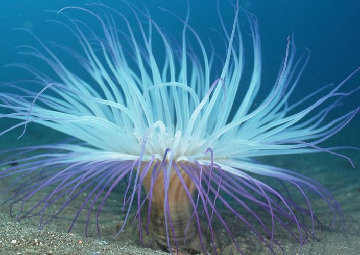 奇幻的海底生物图片海洋海洋生物