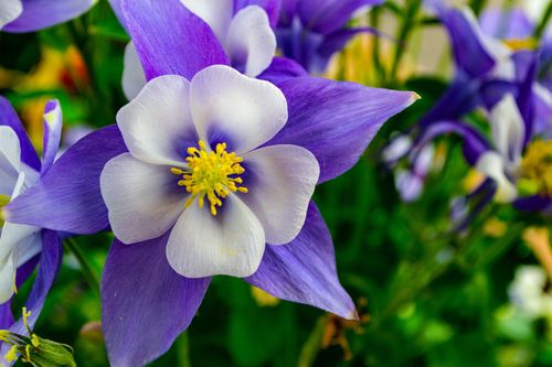 白色和紫色花朵的浅焦摄影