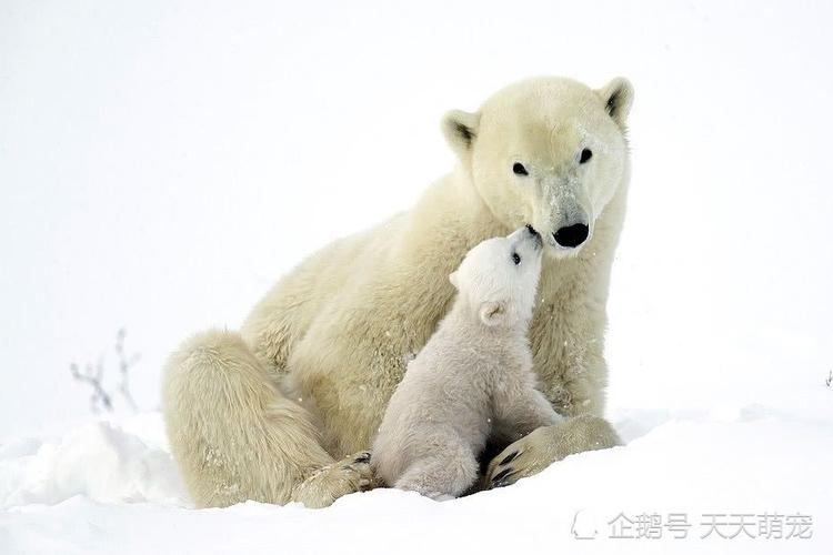 北极熊宝宝与妈妈的亲子互动同样是原生家庭一秒治愈你