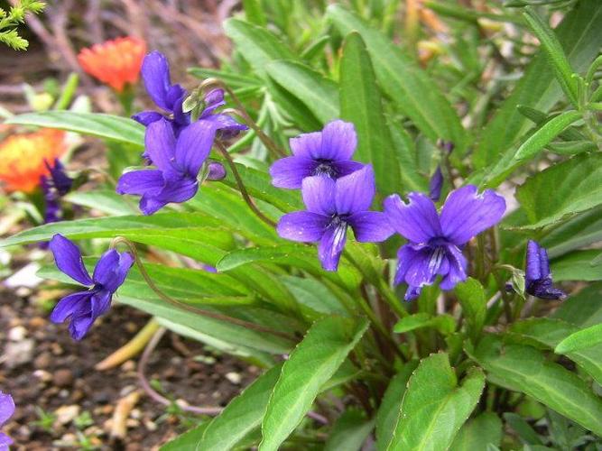 多年生花卉紫花地丁种子春秋种植