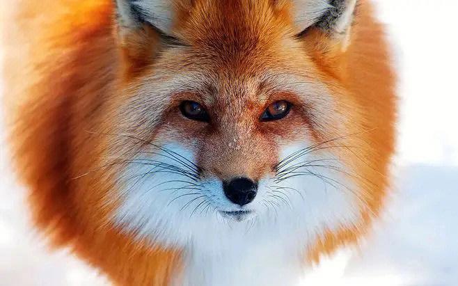 高清狐狸图片素材美术课素材