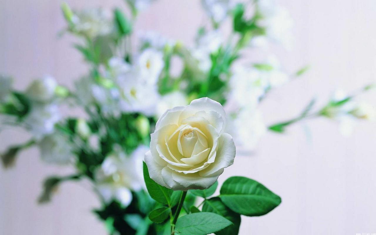 清香纯洁的白玫瑰高清桌面壁纸图片下载