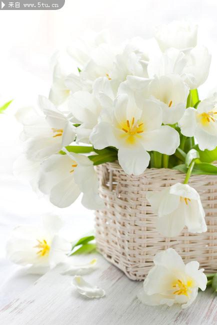 高清白色花朵图片鲜花壁纸下载
