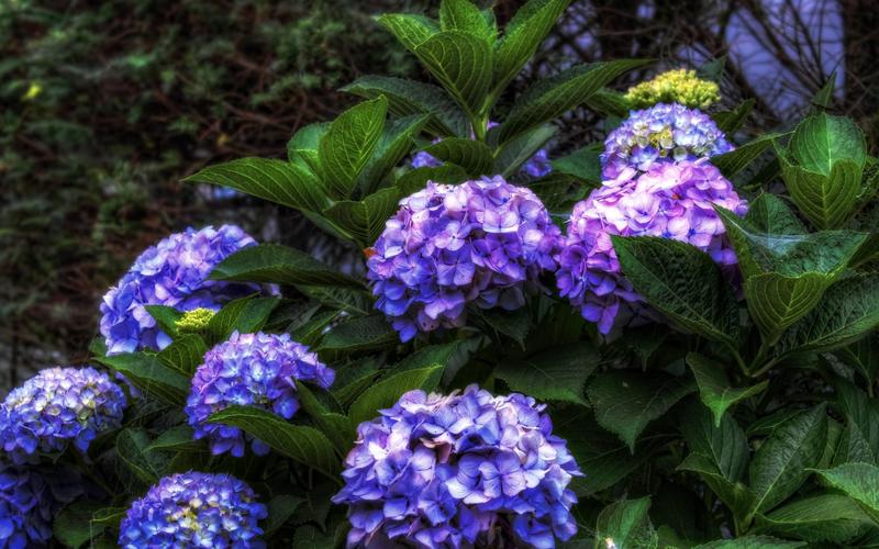 蓝紫色的绣球花