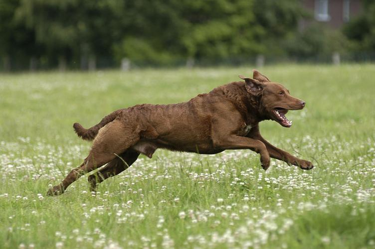 奔跑在草地上的狗