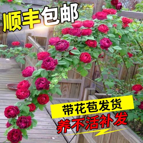四季蔷薇花苗藤本月季大苗庭院爬藤植物浓香型玫瑰阳台带花卉盆栽