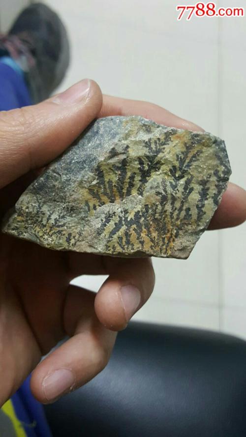 史前植物蕨类化石原石