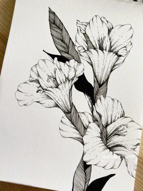 黑白线描针管笔花卉剑兰花