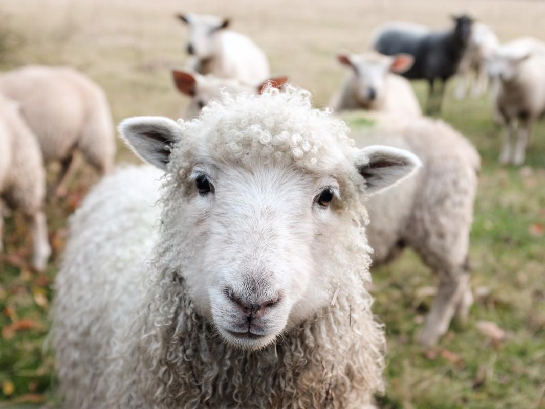 可爱小绵羊图片4k动物图片高清壁纸墨鱼部落格