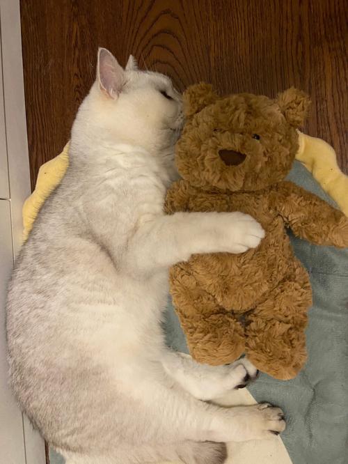 抱着熊睡