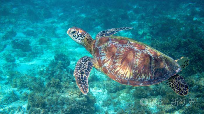 海龟在清澈的蓝色水中游泳绿海龟水下照片热带海滨野生动物野生海生龟