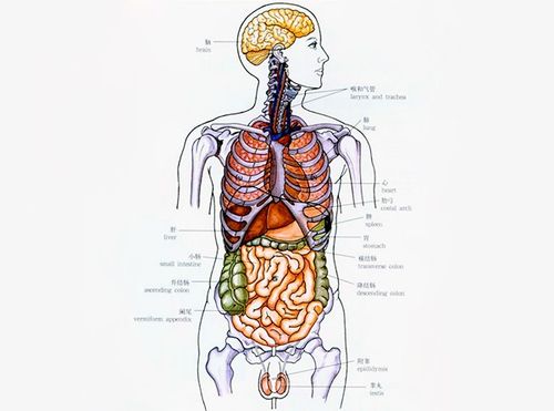 人体器官分布图简图