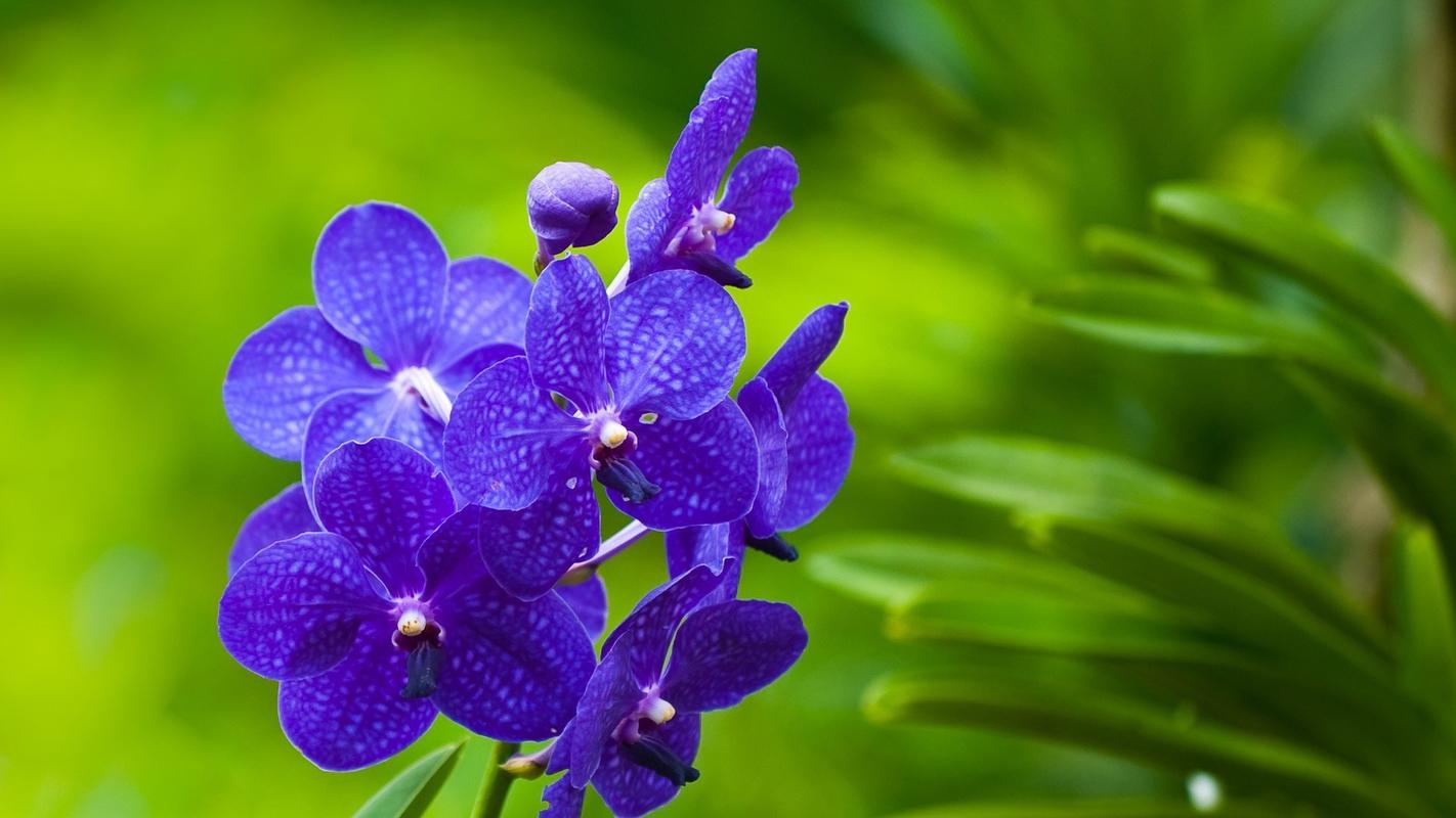 精选护眼清新紫色花卉高清植物桌面壁纸下载