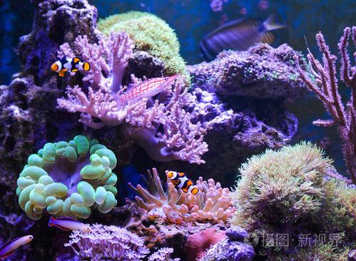 珊瑚礁坦克海洋水族馆.