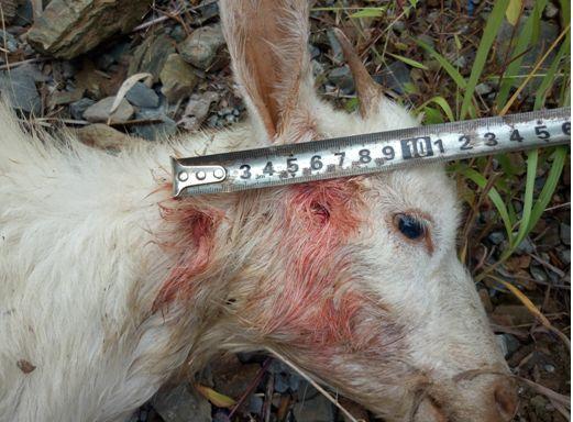 雷公山疑现顶级食肉动物伤害家畜
