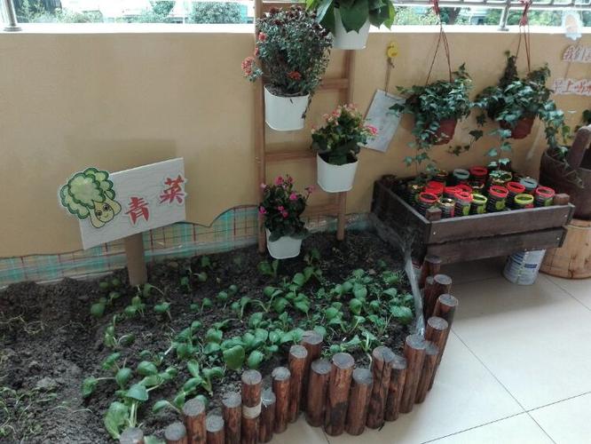 阳台也成了可供幼儿种植观察植物生长的自然角
