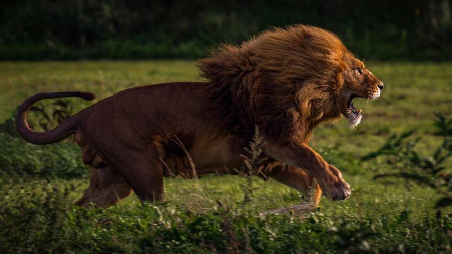 狮子动物自然bigcats轰鸣声跑